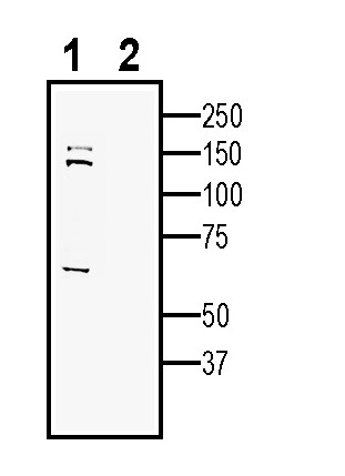 Anti Sez Extracellular Antibody Anr Alomone Labs