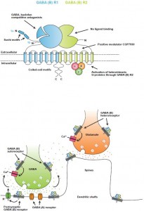 GABA (B) Receptors: An Example Of Subtle Modulations In A ...