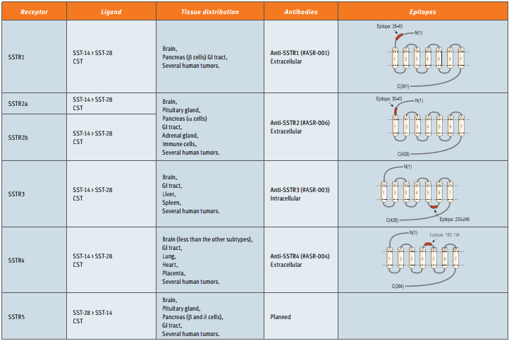Somatostatin And The Somatostatin Receptors Versatile Regulators Of Biological Activity Alomone Labs