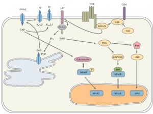 T Cell Signaling and Activation: No Simple Matter | Alomone Labs