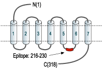 Anti Adenosine A3 Receptor Adora3 Antibody r 004 Alomone Labs