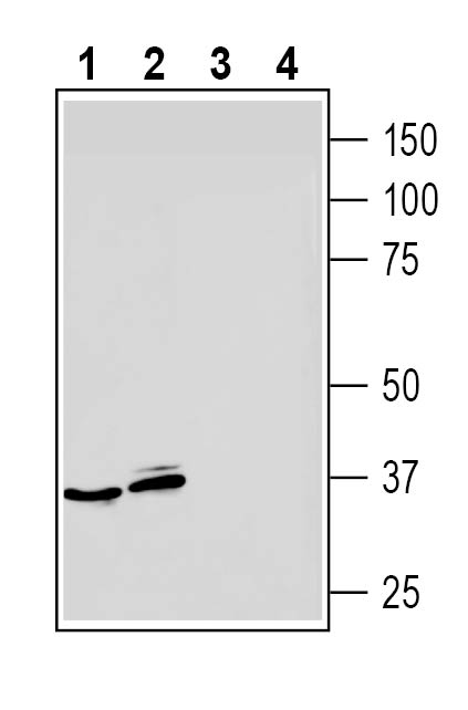 Anti-Adenosine A3 Receptor (extracellular) Antibody | AAR-035 | Alomone ...